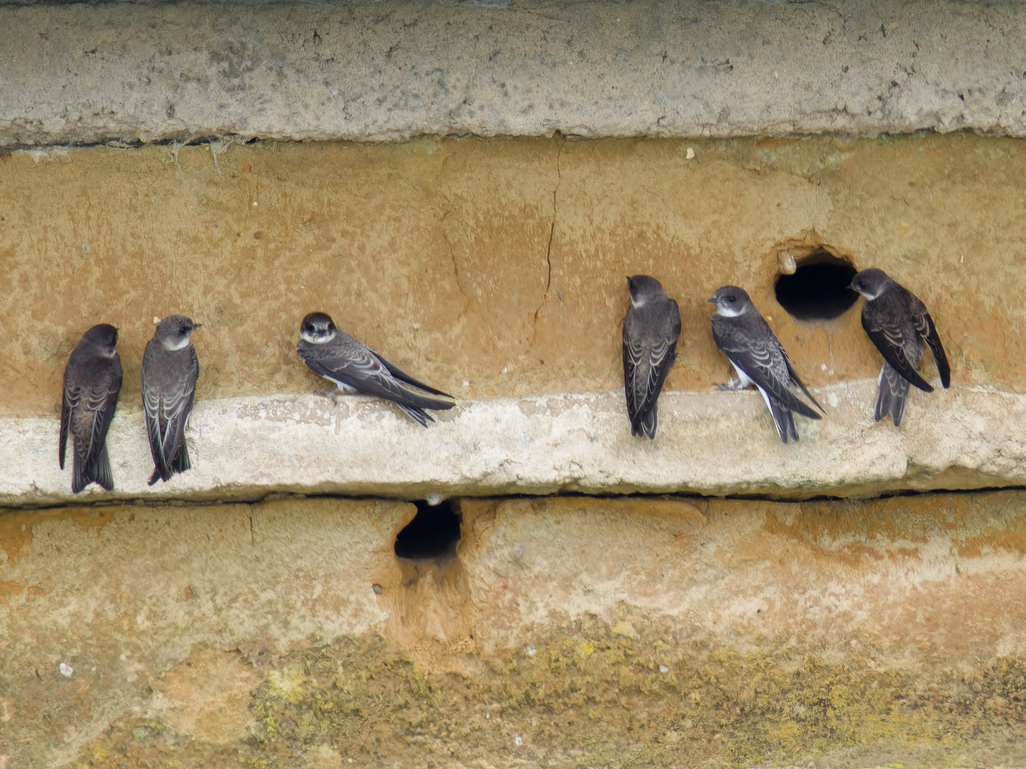 Photo of Sand Martin